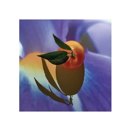 Loewe Solo Elixir